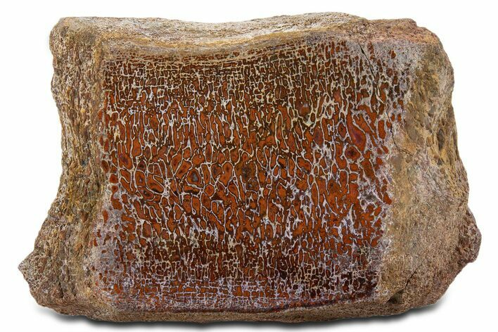 Polished Dinosaur Bone (Gembone) Vertebra - New Mexico #340054